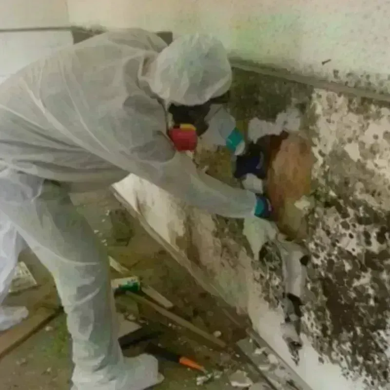 Mold Remediation and Removal in Strafford County, NH